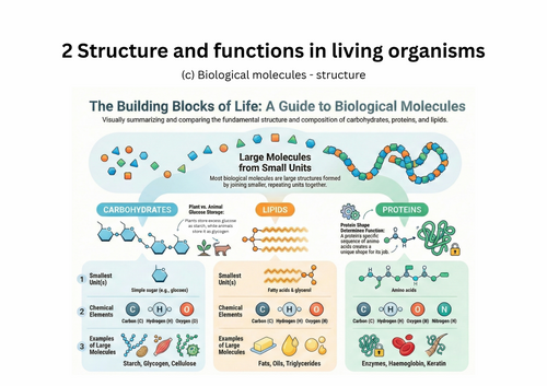 Biological Molecules – IGCSE Biology Infographics (Edexcel)