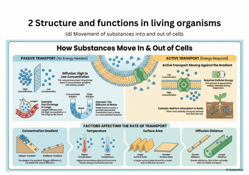 Movement In and Out of Cells – IGCSE Biology Infographics (Edexcel)