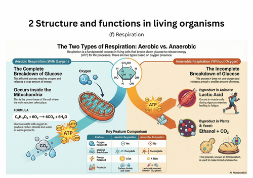Respiration – IGCSE Biology Infographics (Edexcel)