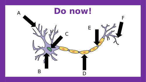 AQA A-level Psychology: Localisation of Function (Lesson 7 of Biopsychology)