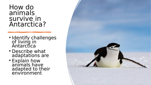 Animal Adaptations - Antarctica