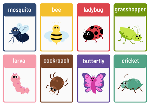 Insects Flashcards
