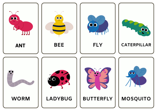 Insects Flashcards