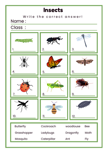 Match and Write: Insects and minibeast theme