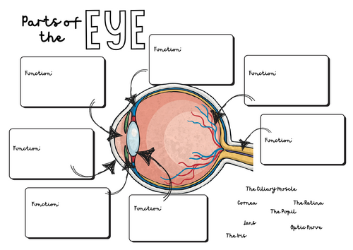 Parts of the Eye