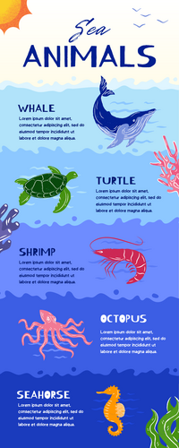 Sea animals infographic