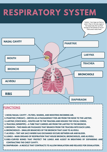 Respiratory system poster