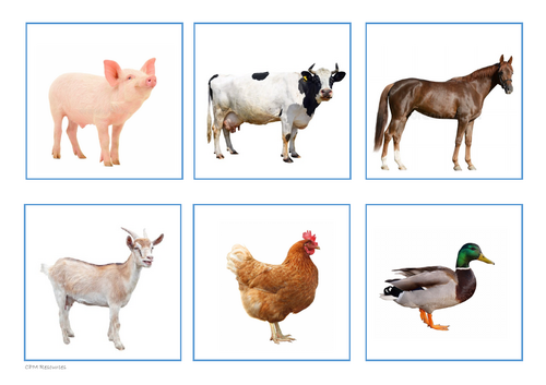 Animal Flashcards
