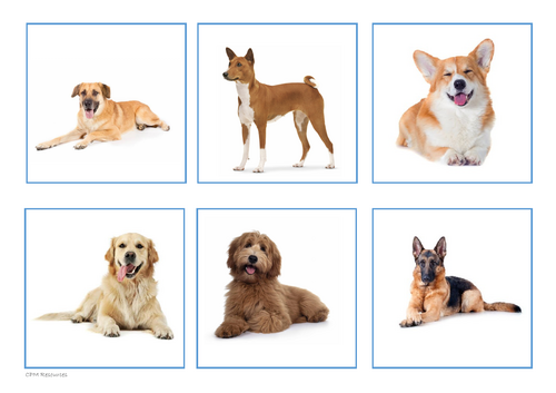 Pets Flashcards