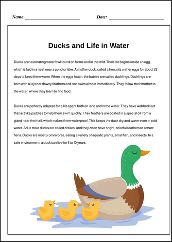 Ducks and Life in Water" worksheets