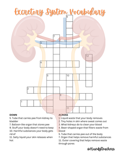Excretory System Vocabulary Crossword