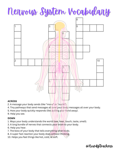 Nervous System Vocabulary Crossword