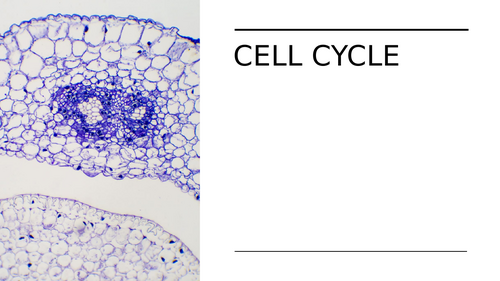 Human Cell Biology - Cell Cycle