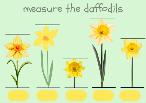 Measure the daffodils