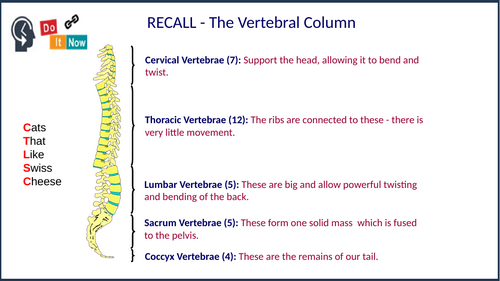 GCSE PE (Edexcel) - Classification of joints & Types of movement