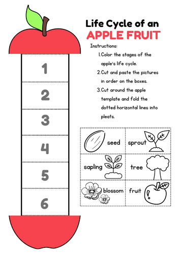 Apple Fruit Life Cycle