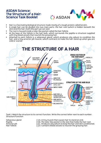 ASDAN Science - Structure of a Hair