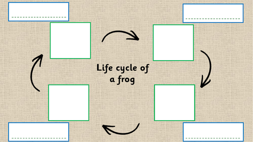 Life cycle of a frog worksheet