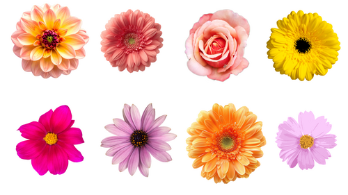 Flower pictures for flower shop