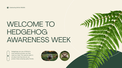 Hedgehog Awareness Week Assembly | KS1 & KS2 | British Wildlife, Conservation and Habitats