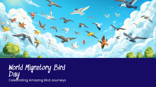 World Migratory Bird Day Assembly | KS1 & KS2 | Birds, Migration, Habitats and Conservation