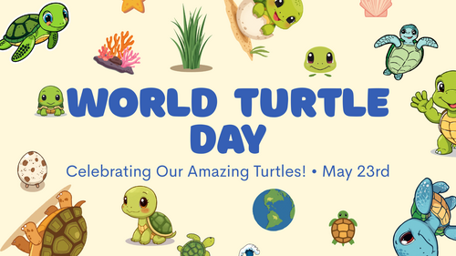 World Turtle Day Assembly | KS1 & KS2 | Animals, Habitats, Conservation and Environment