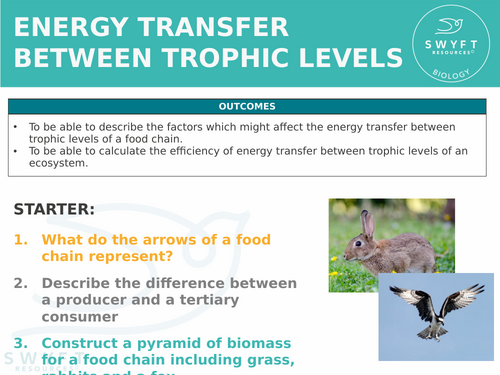 NEW WJEC (2026) GCSE Science - Energy between trophic levels