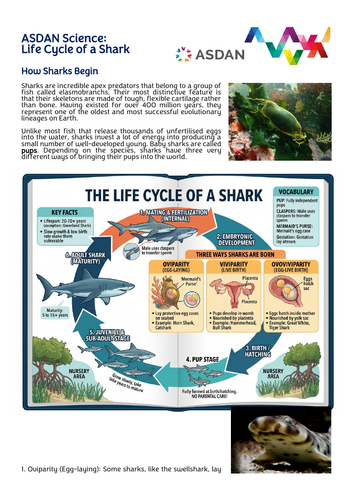 ASDAN Science - Life Cycle of a Shark