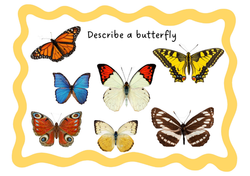 Describe a butterfly- pictures