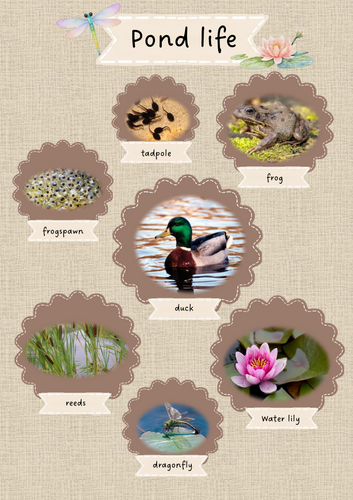 Pond life poster