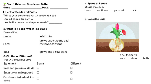 Year 1 Science: Seeds and Bulbs Lesson 4