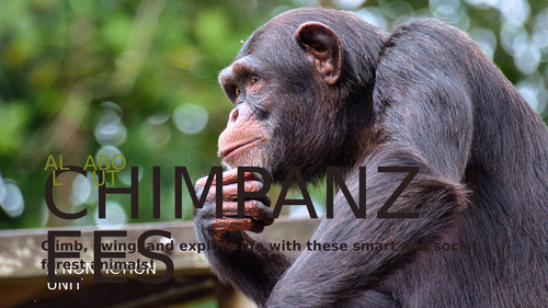 All About Chimpanzees Worksheet | KS1 Non Fiction Reading Comprehension