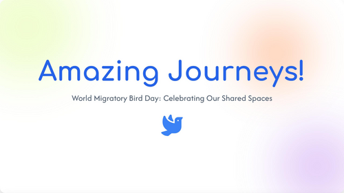 World Migratory Bird Day Assembly | Amazing Animal Journeys | Science & Geography