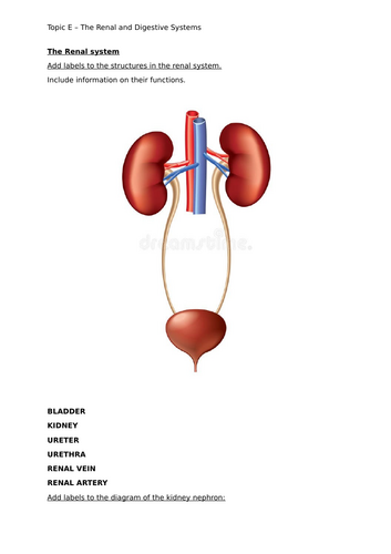 Edexcel - Medical Science Btec - Unit 1 - Topic E - Revision
