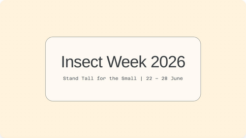 Small Wonders: Insect Week Primary School Assembly