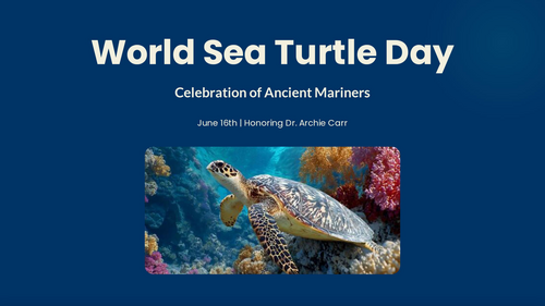 World Sea Turtle Day: Celebration of Ancient Mariners – Primary School Assembly