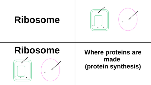 Cell structure and function card sort activities or game learning and revision
