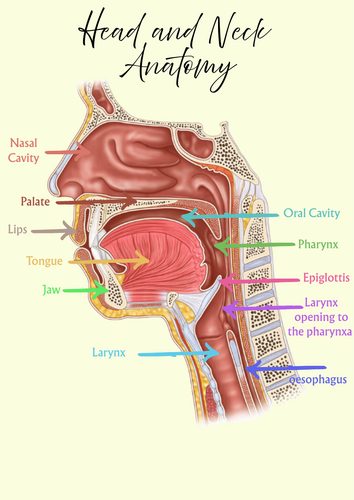 SLT Anatomy: Head, Brain & Nerves