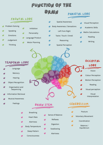 Function of the Brain — SLT Poster