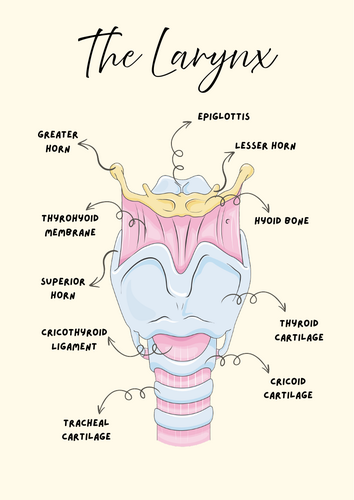 The Larynx Anatomy Poster — SLT
