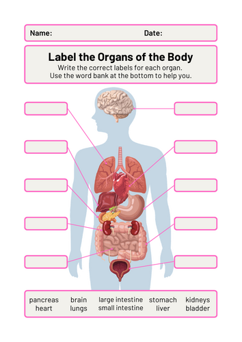 Human Body Organs Labelling Biology Science