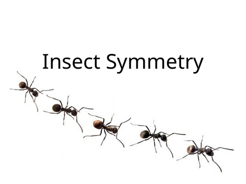 Art Scheme of Work PPts on Bugs