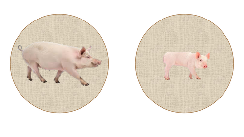 Farm animals and their babies- matching