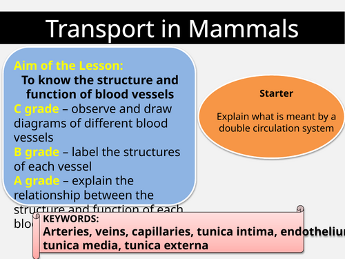AS CIE Biology Transport in Mammals SoW.updated 2026