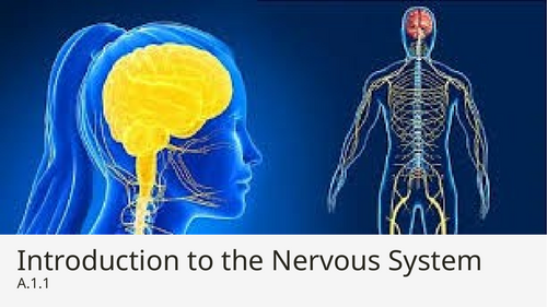 IB SEHS SL A.1.1 Nervous System