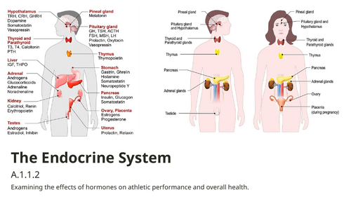 IB SEHS SL A.1.1.2 Endocrine System