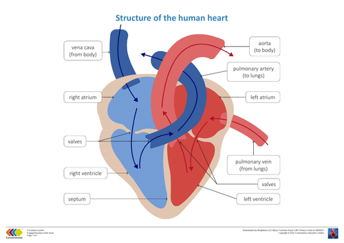 science yr 6 the structure of the heart