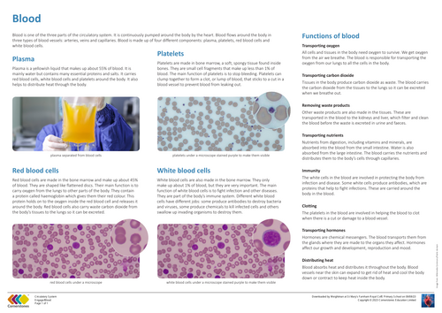 science yr 6 the function of blood