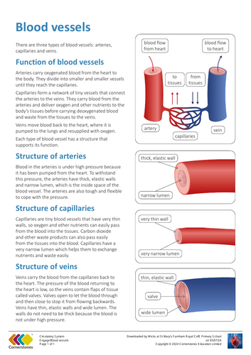 science yr 6