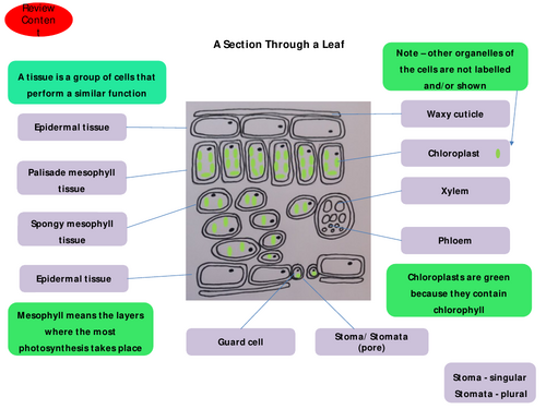 How a Leaf is Adapted for Photosynthesis - Turn Classroom into a Leaf